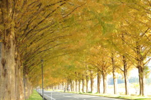 秋のメタセコイア並木道